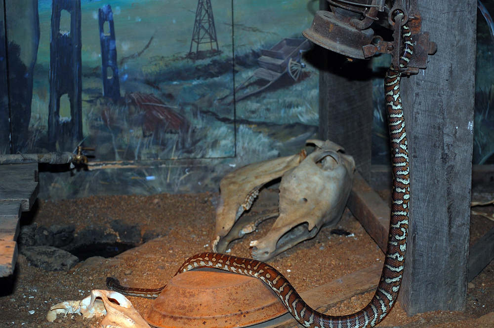 Centralian Carpet Python - Morelia bredli