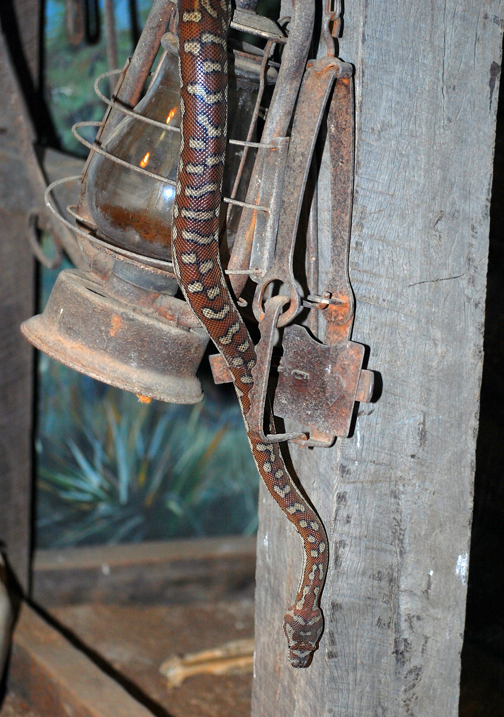 Centralian Carpet Python - Morelia bredli