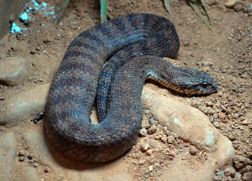 Common Death Adder - Acanthopis antarcticus - Reptiles of Australia