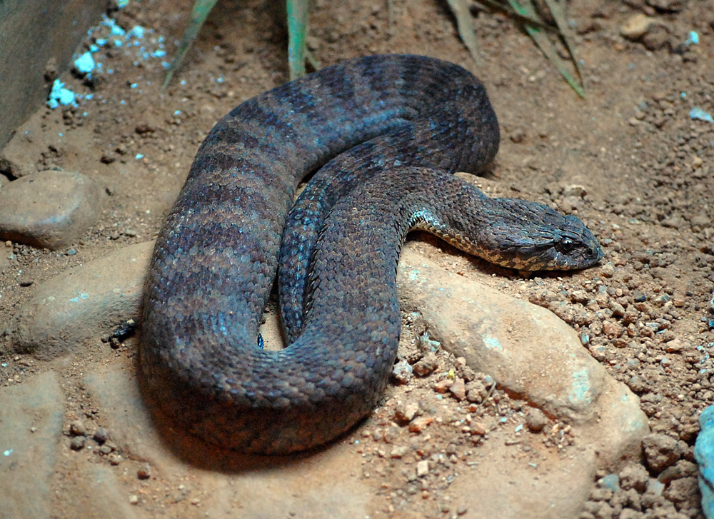 Common Death Adder - Acanthopis antarcticus