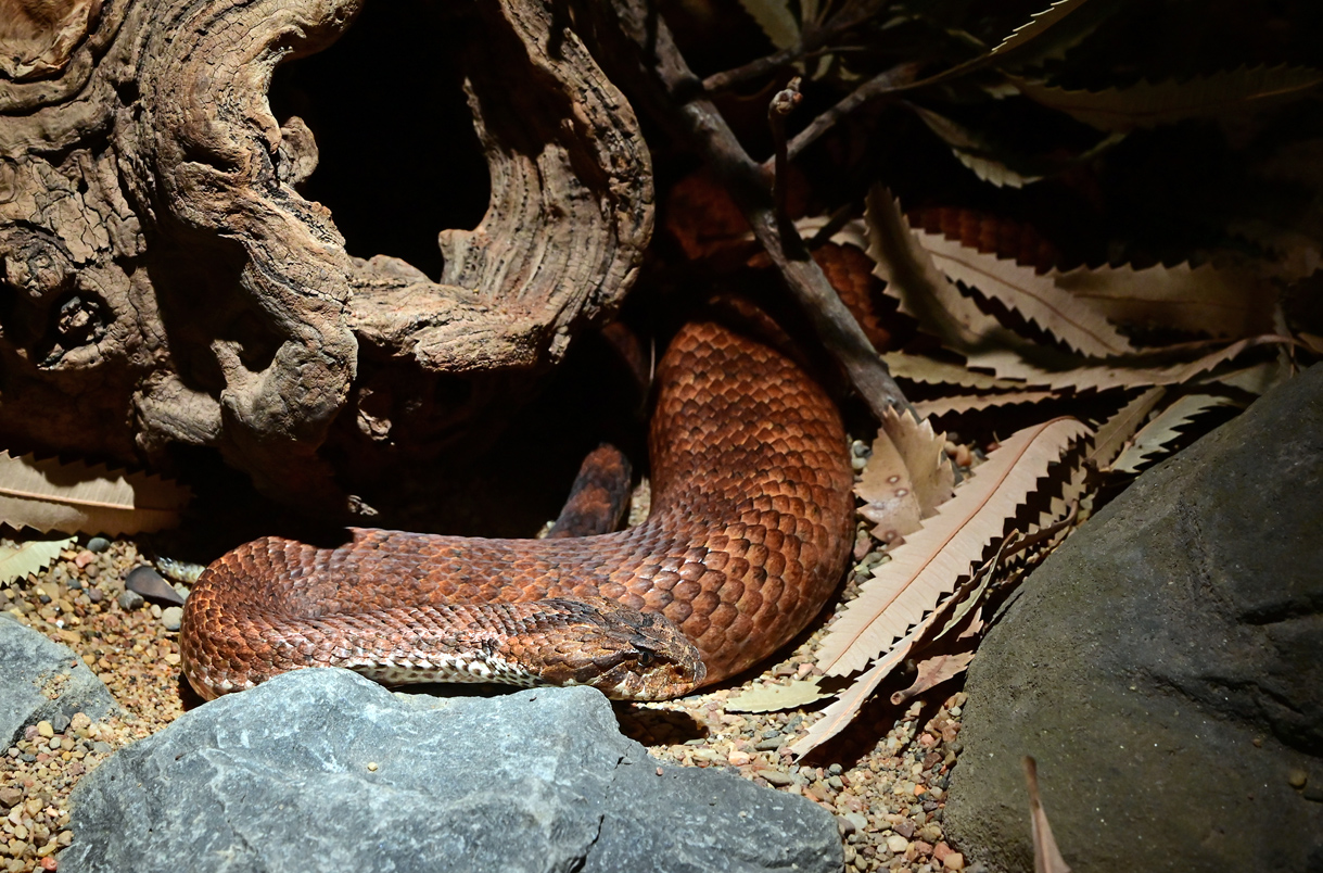 Common Death Adder - Acanthopis antarcticus