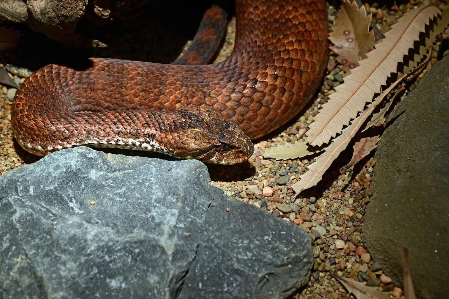 Common Death Adder - Acanthopis antarcticus