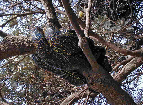 Diamond Python - Morelia spilota