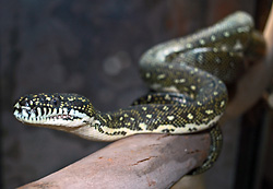 Diamond Python - Carpet Python - Morelia spilota