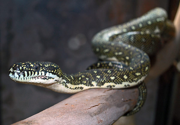 Diamond Python - Morelia spilota
