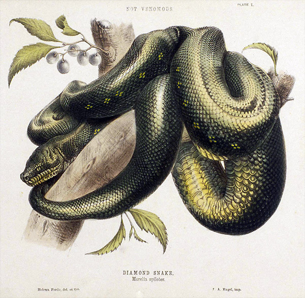 Carpet Python - Morelia spilota