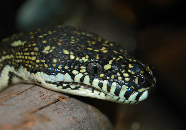Diamond Python - Morelia spilota