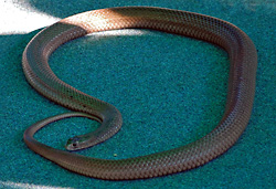 Eastern Brown Snake - Pseudonaja textilis