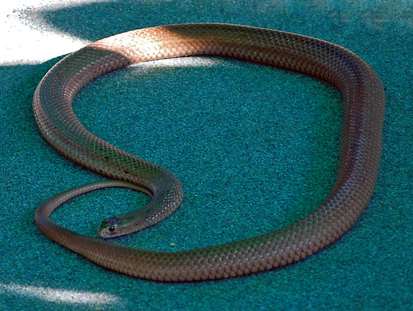 Eastern Brown Snake - Pseudonaja textilis
