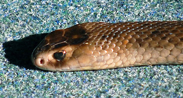 Eastern Brown Snake - Pseudonaja textilis