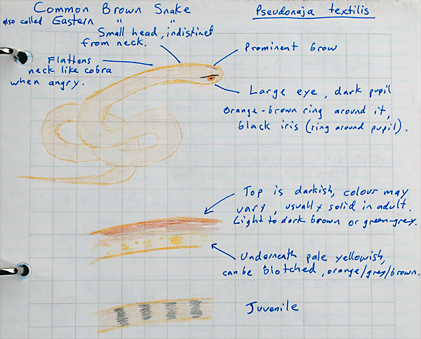 Eastern Brown Snake - Pseudonaja textilis