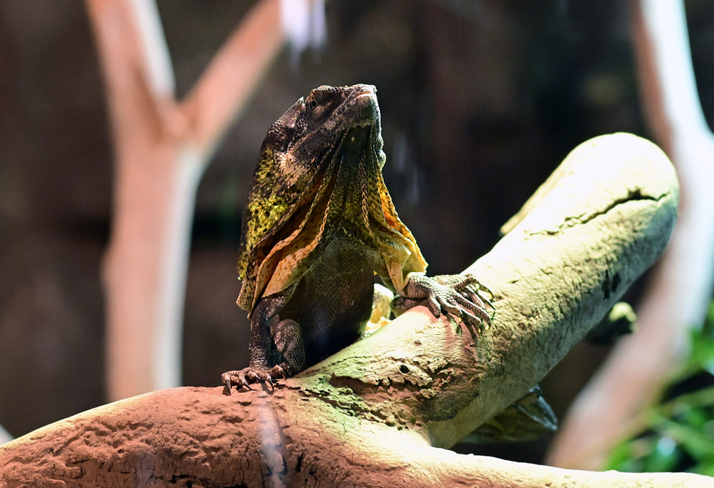 Frilled-necked Lizard - Chlamydosaurus kingii