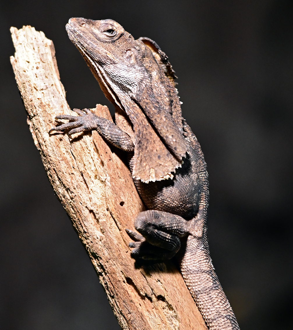 Frilled-necked Lizard - Chlamydosaurus kingii