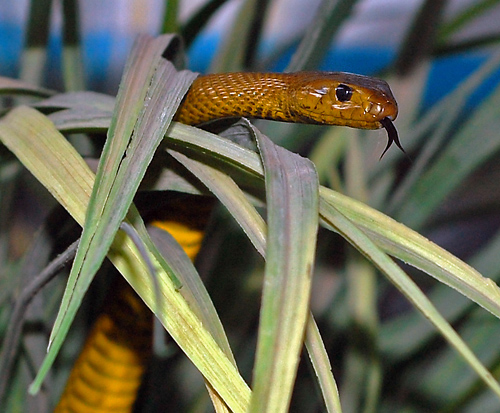 Inland Taipan - Oxyuranus microlepidotus - Reptiles of Australia