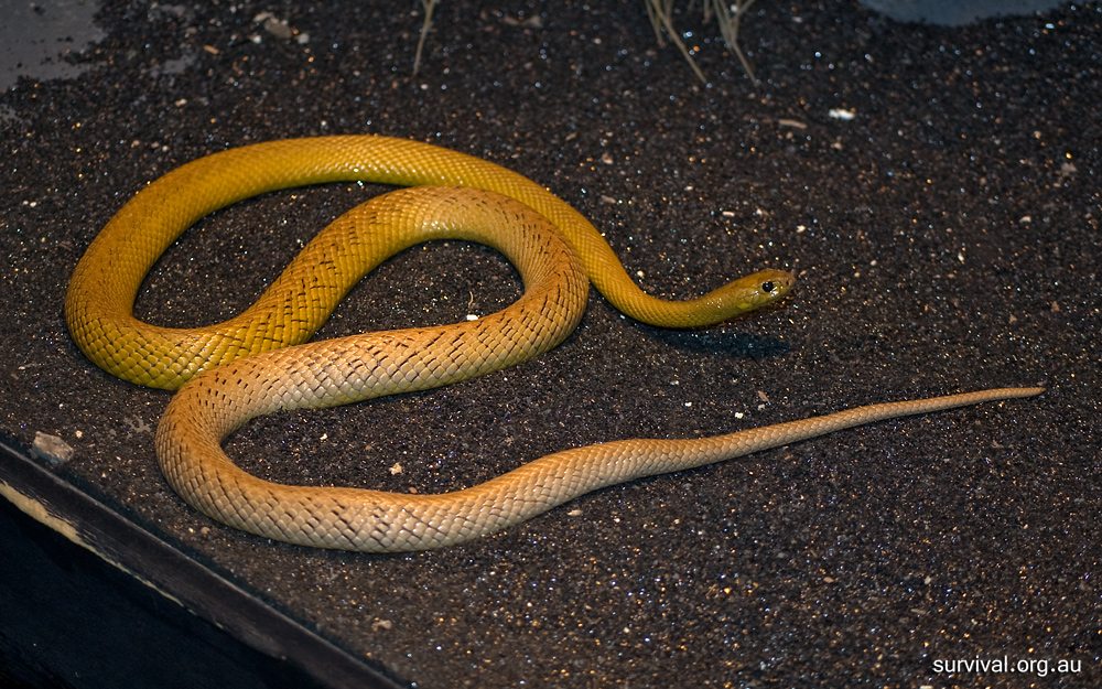 Inland Taipan - Oxyuranus microlepidotus