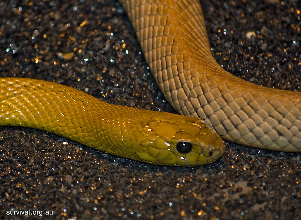 Inland Taipan - Oxyuranus microlepidotus