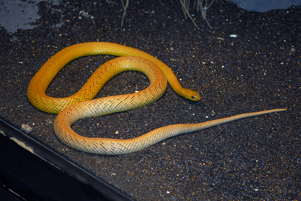 Inland Taipan - Oxyuranus microlepidotus