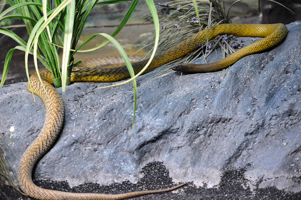 Inland Taipan - Oxyuranus microlepidotus