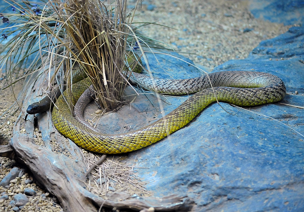 Inland Taipan - Oxyuranus microlepidotus