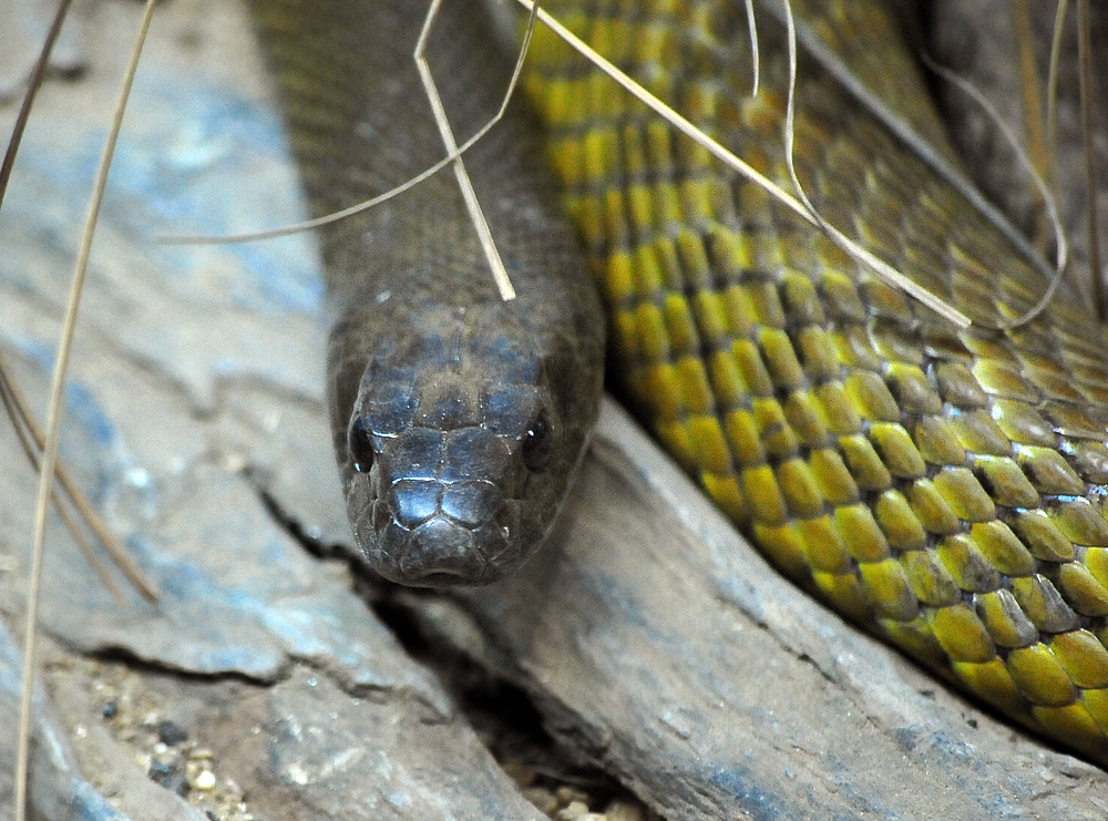 Inland Taipan - Oxyuranus microlepidotus