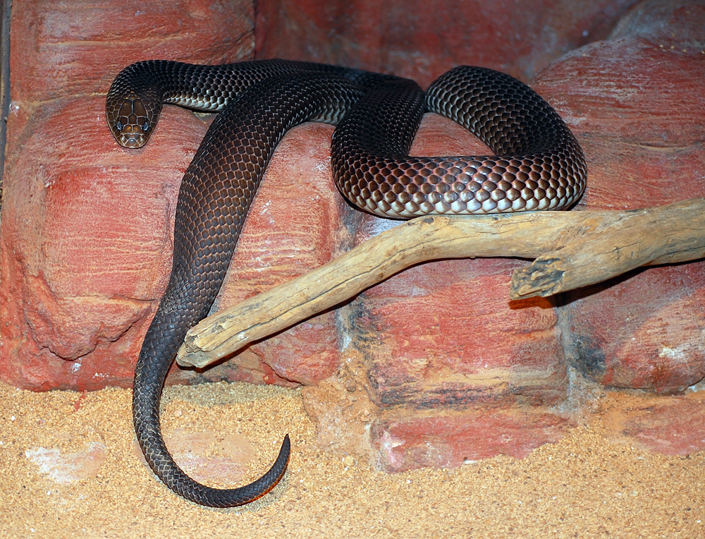King Brown Snake - Pseudechis australis