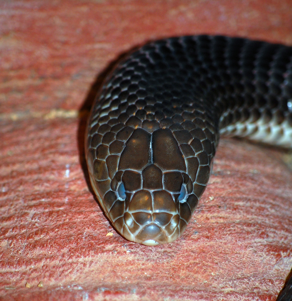 King Brown Snake - Pseudechis australis