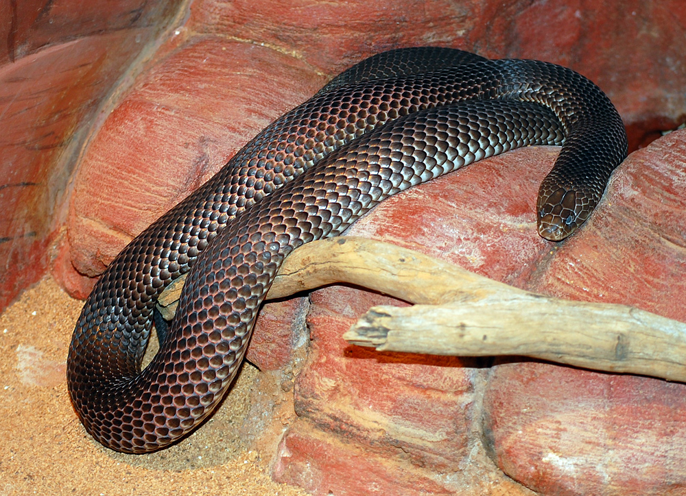 King Brown Snake - Pseudechis australis