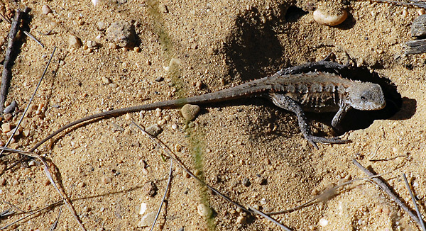 Mountain Dragon - Tympanocryptis diemensis