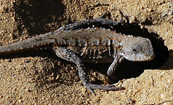 Mountain Dragon - Tympanocryptis diemensis
