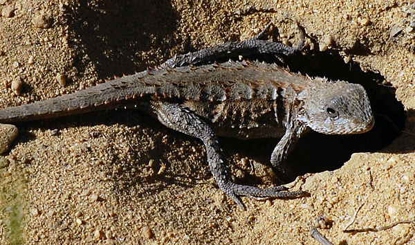 Mountain Dragon - Tympanocryptis diemensis