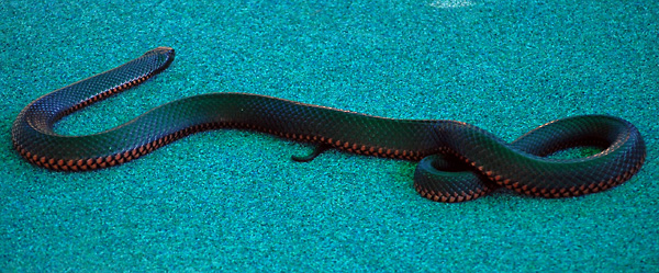 Red-bellied Black Snake - Pseudechis porphyriacus