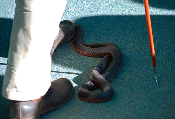 Red-bellied Black Snake - Pseudechis porphyriacus