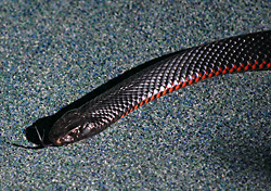 Red-bellied Black Snake - Pseudechis porphyriacus