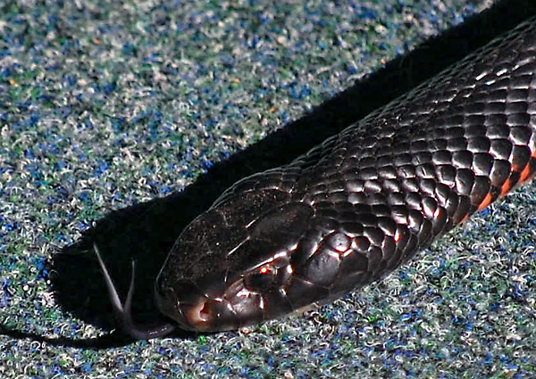 Red-bellied Black Snake - Pseudechis porphyriacus