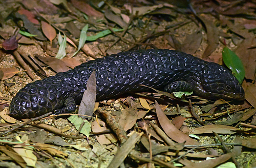 Shingleback - Tiliqua rugosa - Reptiles of Australia