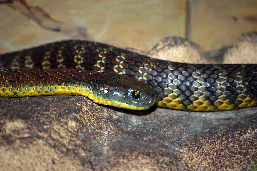 Tiger Snake - Notechis scutatus