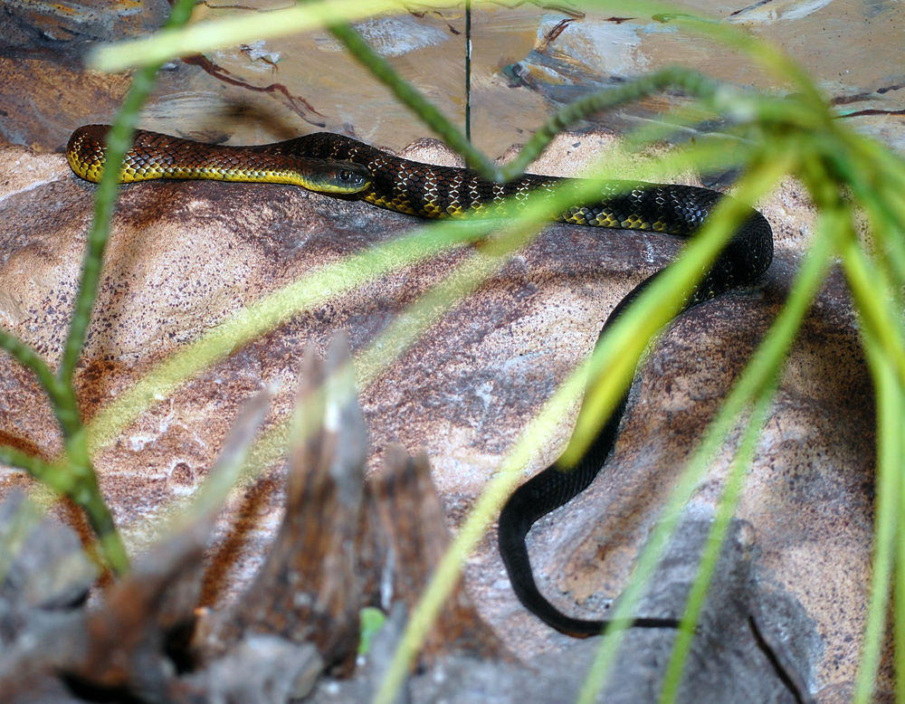 Tiger Snake - Notechis scutatus