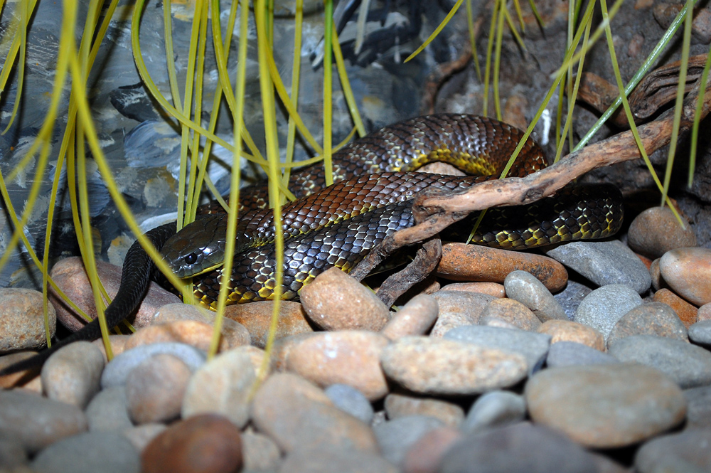 Tiger Snake - Notechis scutatus
