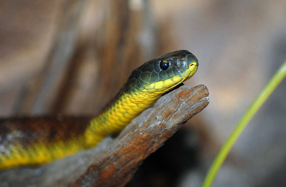 Tiger Snake - Notechis scutatus