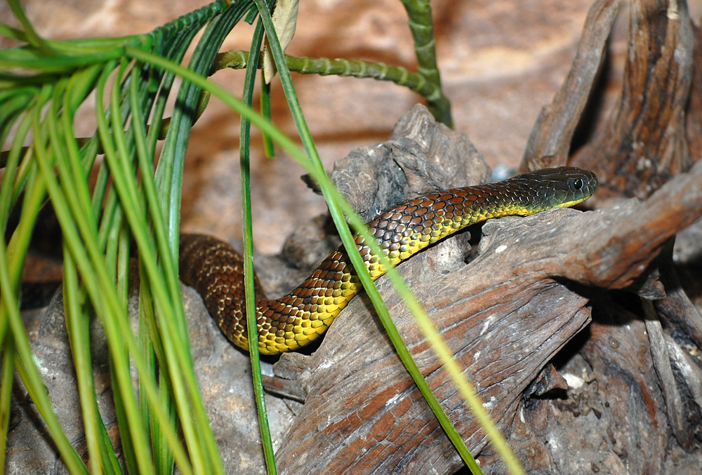 Tiger Snake - Notechis scutatus