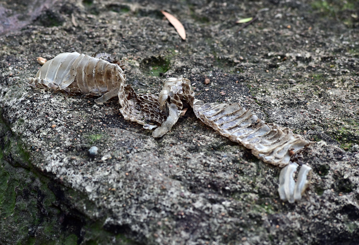 Tiger Snake - Notechis scutatus