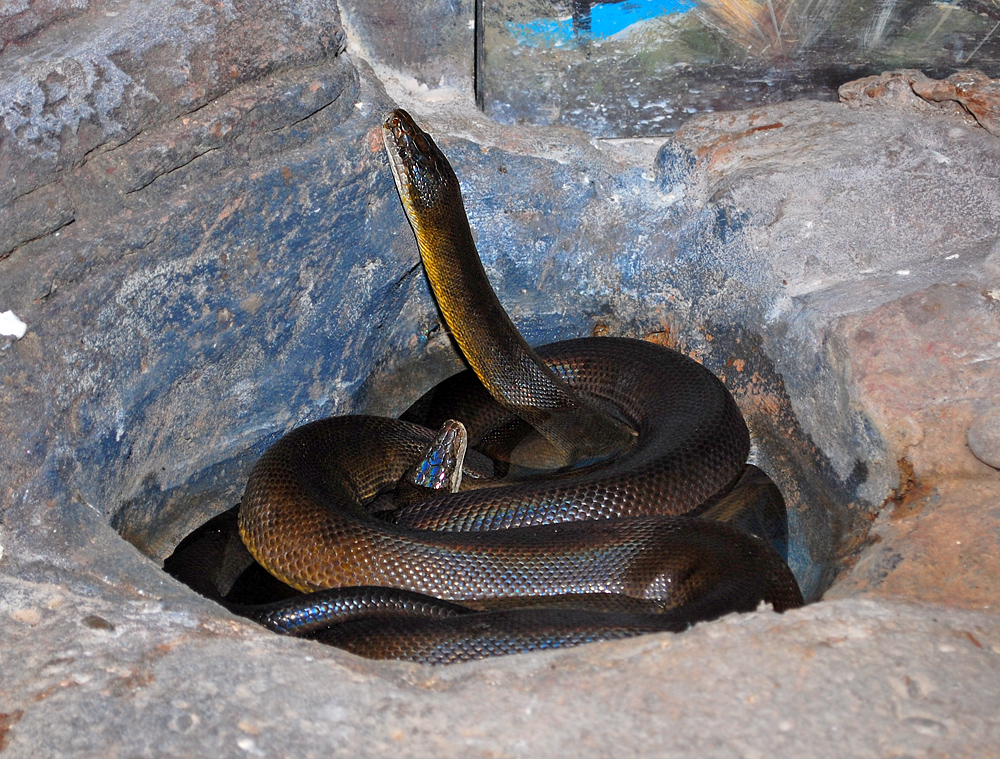 Water Python - Liasis mackloti
