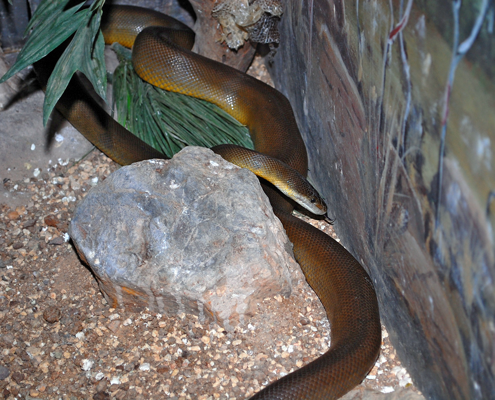 Water Python - Liasis mackloti