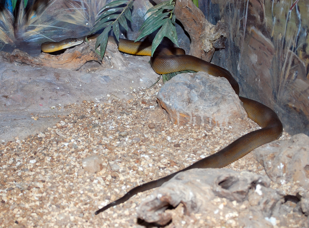 Water Python - Liasis mackloti