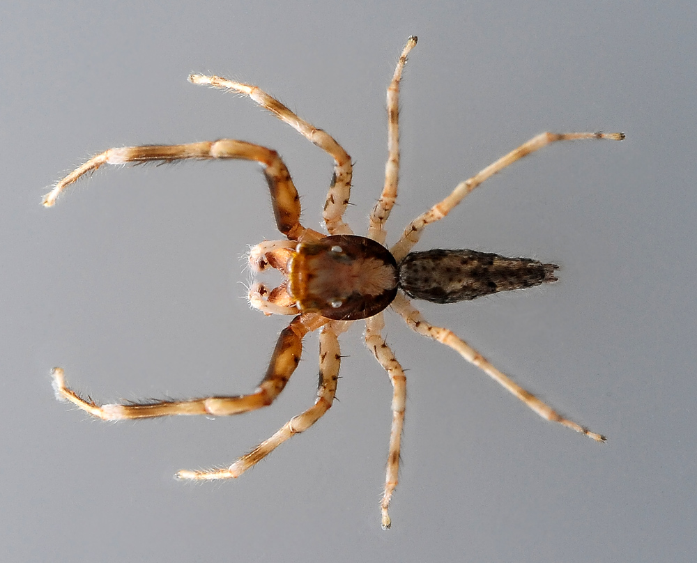 Australian Spider Quiz, Question 5 - Can you identify this spider?