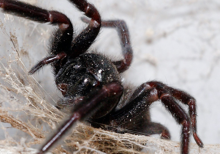 Black House Spider - Badumna insignis