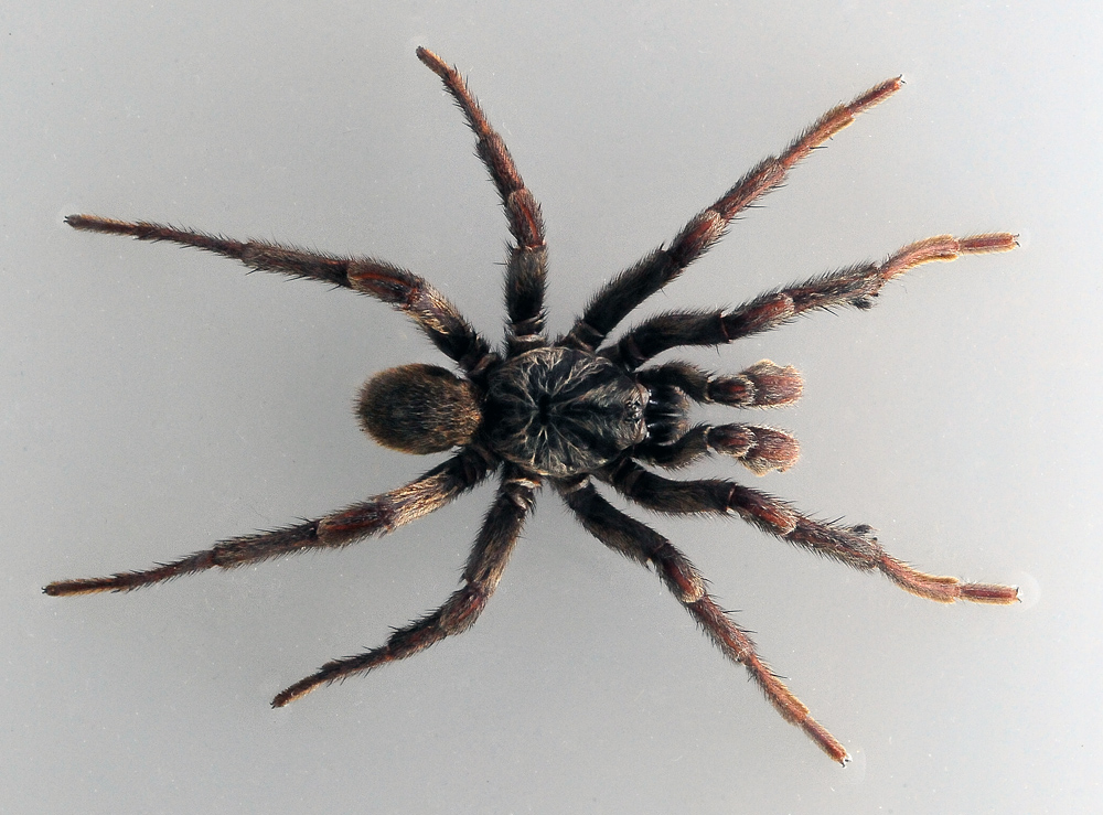 Brown Trapdoor Spider - Misgolas Brown Trapdoor Spider - Misgolas