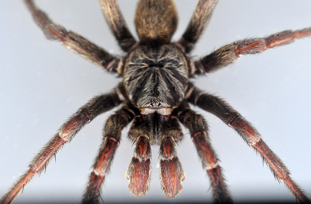 Brown Trapdoor Spider - Misgolas