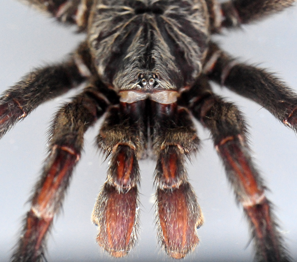 Brown Trapdoor Spider - Misgolas Brown Trapdoor Spider - Misgolas