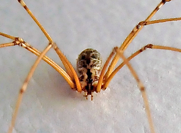 Daddy Long Legs Spider - Pholcidae family